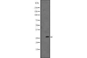Western blot analysis of FGF12 expression in Mouse brain lysate ,The lane on the left is treated with the antigen-specific peptide. (FGF12 antibody  (C-Term))
