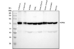 Western blot analysis of HSC70/HSPA8 using anti-HSC70/HSPA8 antibody (ABIN7601962). (Hsc70 antibody  (AA 520-614))