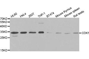 Western blot analysis of extracts of various cell lines, using CDK1 antibody (ABIN5970051) at 1/1000 dilution. (CDK1 antibody  (Center))