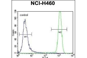 USP6 Antibody (C-term) (ABIN650700 and ABIN2839178) flow cytometric analysis of NCI- cells (right histogram) compared to a negative control cell (left histogram). (USP6 antibody  (C-Term))