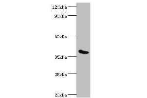 Western blot All lanes: Phytanoyl-CoA dioxygenase, peroxisomal antibody at 3 μg/mL + Mouse liver tissue Secondary Goat polyclonal to rabbit IgG at 1/10000 dilution Predicted band size: 39, 28 kDa Observed band size: 39 kDa