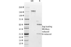 SDS-PAGE Analysis Purified Milk Fat Globule Monoclonal Antibody (SPM291). (MFGE8 antibody)