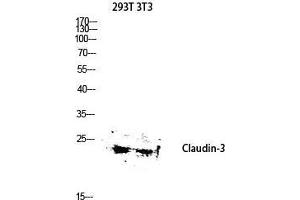 Western Blot (WB) analysis of 293T 3T3 lysis using Claudin-3 antibody. (Claudin 3 antibody  (Ser255))