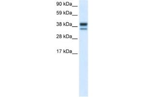 Western Blotting (WB) image for anti-Mitogen-Activated Protein Kinase 14 (MAPK14) antibody (ABIN2463688) (MAPK14 antibody)