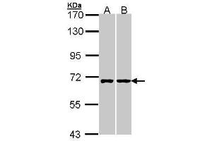 RIC8A antibody  (C-Term)