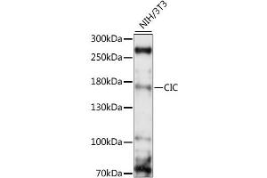 Western blot analysis of extracts of NIH/3T3, using CIC antibody (ABIN6292681) at 1:1000 dilution. (CIC antibody)