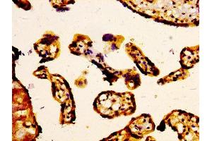 IHC image of ABIN7160318 diluted at 1:400 and staining in paraffin-embedded human placenta tissue performed on a Leica BondTM system. (ABCC5 antibody  (AA 455-566))