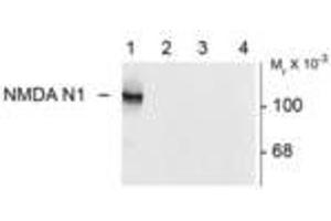 Image no. 1 for anti-Glutamate Receptor, Ionotropic, N-Methyl D-Aspartate 1 (GRIN1) (Variant N1) antibody (ABIN305686)