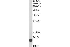 ABIN4902672 (1µg/ml) staining of HeLa lysate (35µg protein in RIPA buffer). (IFITM3 antibody)