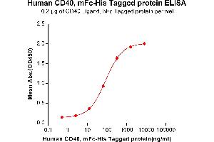 ELISA plate pre-coated by 2 μg/mL (100 μL/well) Human CD40 Ligand,hFc tagged protein (ABIN6964081) can bind Human CD40, mFc-His tagged protein (ABIN6961088) in a linear range of 0. (CD40 Protein (CD40) (mFc-His Tag))