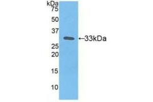 Western blot analysis of recombinant Human TF. (Tissue factor antibody  (AA 34-251))
