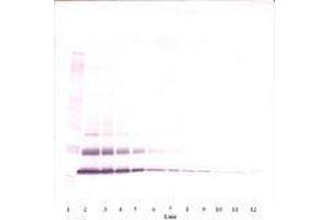 Image no. 1 for anti-Chemokine (C-C Motif) Ligand 7 (CCL7) antibody (ABIN465565) (CCL7 antibody)