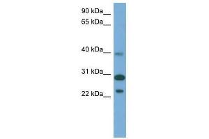 CCDC28A antibody used at 0. (CCDC28A antibody  (Middle Region))
