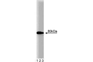 Western blot analysis of BMX on Jurkat lysate. (BMX antibody  (AA 138-276))