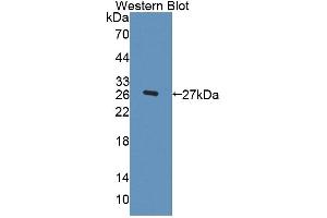 Detection of Recombinant FBLN3, Human using Polyclonal Antibody to Fibulin 3 (FBLN3) (FBLN3 antibody  (AA 26-213))