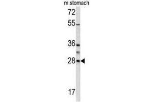Western blot analysis of GZMB antibody (N-term) in mouse stomach lysates (35 µg/lane). (GZMB antibody  (N-Term))