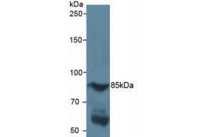 Figure. (HIF1A antibody  (AA 218-506))