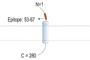 Representative domain view of the target of ABIN7885618. (TMEM119 antibody  (Extracellular, N-Term) (PE))