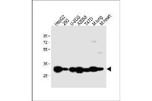 All lanes : Anti-Annexin V Antibody (N-term) at 1:2000 dilution Lane 1: HepG2 whole cell lysate Lane 2: 293 whole cell lysate Lane 3: U-2OS whole cell lysate Lane 4:  whole cell lysate Lane 5: T47D whole cell lysate Lane 6: Mouse lung lysate Lane 7: Mouse heart lysate Lysates/proteins at 20 μg per lane.