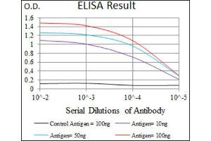 ELISA image for anti-EGFR Mutant (AA 693-893), (Mutant) antibody (ABIN1845729) (EGFR Mutant (AA 693-893), (Mutant) antibody)