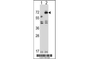 Western blot analysis of ARSF using rabbit polyclonal ARSF Antibody using 293 cell lysates (2 ug/lane) either nontransfected (Lane 1) or transiently transfected (Lane 2) with the ARSF gene. (ARSF antibody  (AA 236-264))
