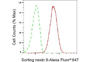 anti-Sorting Nexin 8 (SNX8) antibody