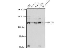 Western blot analysis of extracts of various cell lines, using SEC24D antibody (ABIN7270171) at 1:1000 dilution. (SEC24D antibody  (AA 830-1000))