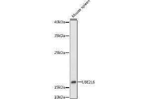 Western blot analysis of extracts of Mouse spleen, using UBE2L6 antibody (ABIN1683197, ABIN3018773, ABIN3018774 and ABIN7101658) at 1:1000 dilution. (UBE2L6 antibody)