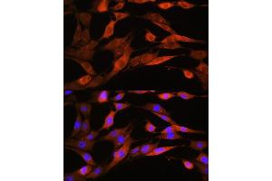 Immunofluorescence analysis of NIH/3T3 cells using  Rabbit pAb  at dilution of 1:100. (ASS1 antibody  (AA 1-412))