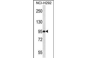 Western blot analysis in NCI-H292 cell line lysates (35ug/lane). (PAPOLG antibody  (C-Term))