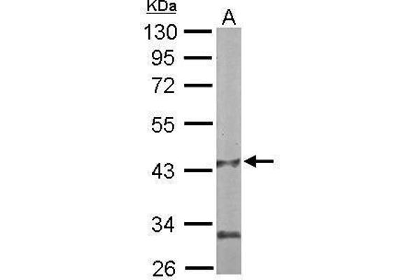 PANK1 antibody