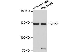 Western blot analysis of extracts of various cell lines, using KIF5A antibody (ABIN1873405) at 1:1000 dilution. (KIF5A antibody)
