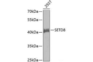 Western blot analysis of extracts of 293T cells using SETD8 Polyclonal Antibody. (SETD8 antibody)