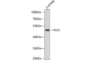 Western blot analysis of extracts of U-87MG cells, using PUS1 antibody (ABIN6128519, ABIN6146504, ABIN6146505 and ABIN6224764) at 1:3000 dilution.