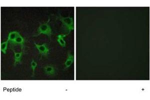 Immunofluorescence analysis of COS-7 cells, using ADRB2 polyclonal antibody .