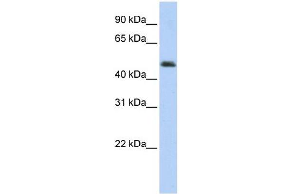 Arc antibody  (Middle Region)