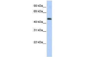 WB Suggested Anti-ARC Antibody Titration:  0.