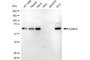 Western blotting analysis using epsin 2 antibody (ABIN7798488).