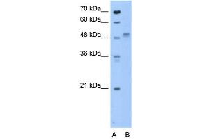 ZP4 antibody used at 0. (ZP4 antibody  (N-Term))