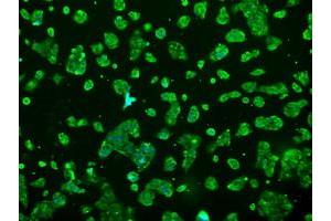 Anti-PRL mouse monoclonal antibody (ABIN2453520) immunofluorescent staining of COS7 cells transiently transfected by pCMV6-ENTRY PRL (RC205627). (Prolactin antibody)