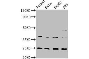 Western Blot Positive WB detected in: Jurkat whole cell lysate, Hela whole cell lysate, HepG2 whole cell lysate, 293 whole cell lysate All lanes: HAMP antibody at 2. (Recombinant Hepcidin antibody)