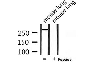 Western blot analysis of extracts from mouse lung, using CBP Antibody.
