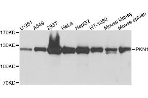 Western blot analysis of extracts of various cells, using PKN1 antibody. (PKN1 antibody)