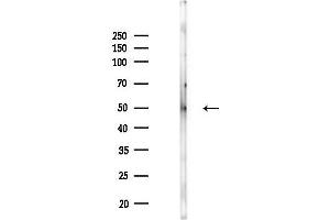 anti-Guanine Nucleotide Binding Protein (G Protein) alpha 12 (GNA12) (C-Term) antibody