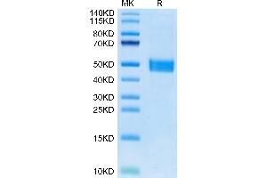 FSTL1 Protein (AA 19-306) (His tag)