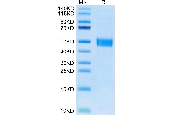 FSTL1 Protein (AA 19-306) (His tag)