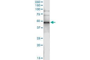 Immunoprecipitation of CNP transfected lysate using anti-CNP MaxPab rabbit polyclonal antibody and Protein A Magnetic Bead , and immunoblotted with CNP purified MaxPab mouse polyclonal antibody (B01P) . (Cnpase antibody  (AA 1-421))