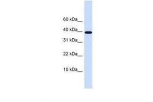 Image no. 1 for anti-Leukocyte Cell Derived Chemotaxin 1 (LECT1) (AA 110-159) antibody (ABIN6738127) (LECT1 antibody  (AA 110-159))