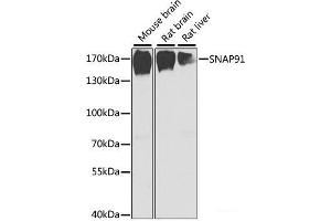 Western blot analysis of extracts of various cell lines using SNAP91 Polyclonal Antibody at dilution of 1:1000. (SNAP91 antibody)