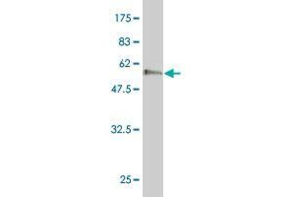 HAPLN3 antibody  (AA 18-360)